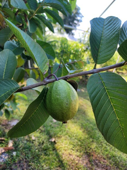 More Photos Of 3510 Walk in Water Rd, Lake Wales Winery Vineyard For Sale