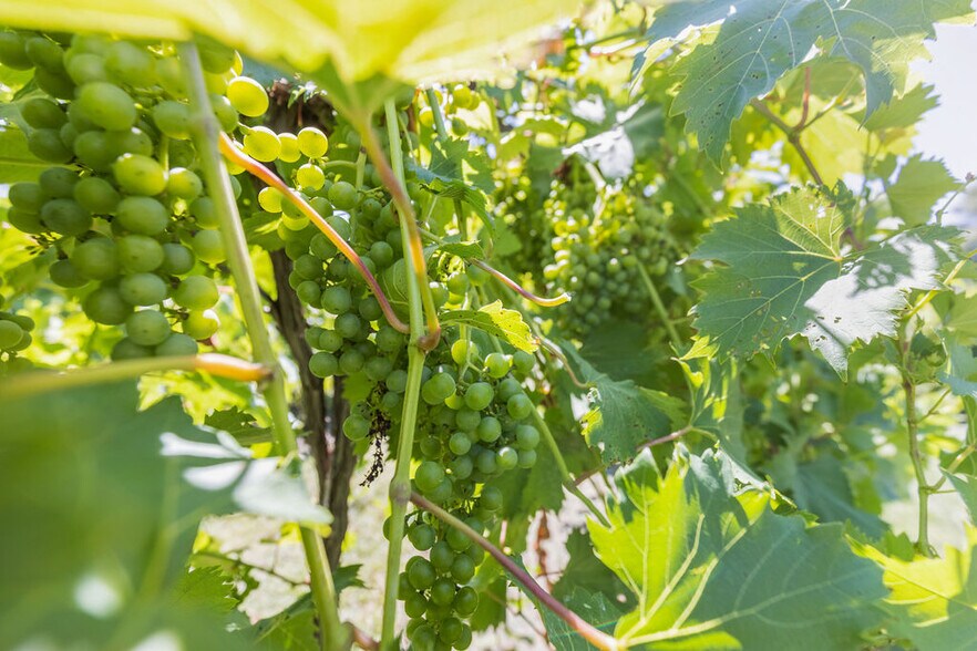 More Photos Of 2211 E 640th Pl, Ursa Winery Vineyard For Sale