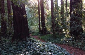 More Photos Of VALUABLE TIMBERLAND, La Honda Land For Sale