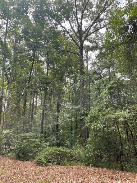 More Photos Of 17796 Dry Branch loop, Northport Land For Sale