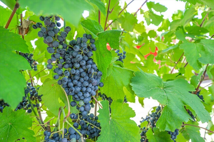 More Photos Of 5518 State Highway 198, Canton Winery Vineyard For Sale