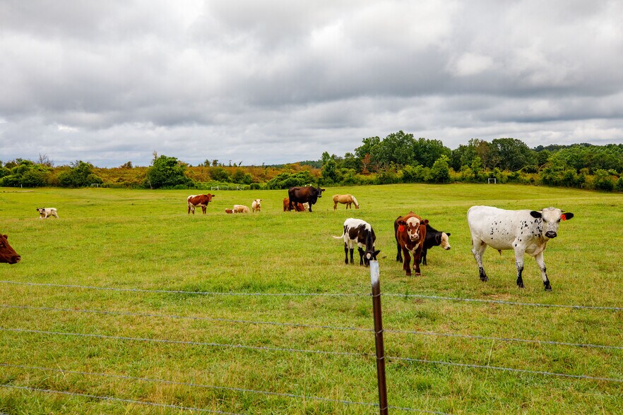 More Photos Of 3262 County Road 6, Hackleburg Land For Sale