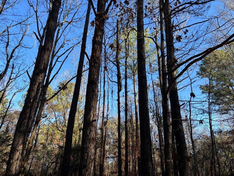 More Photos Of TBD CR 1784, Jefferson Land For Sale