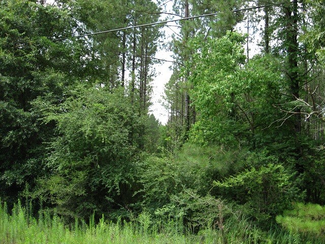 More Photos Of Railroad, Mc Lain Land For Sale