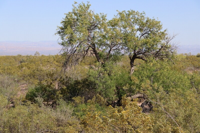 More Photos Of 12880 E Jomax Rd, Scottsdale Land For Sale