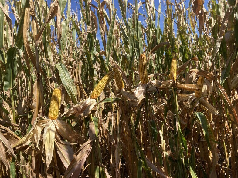 More Photos Of Lonetree Road, Central City Land For Sale