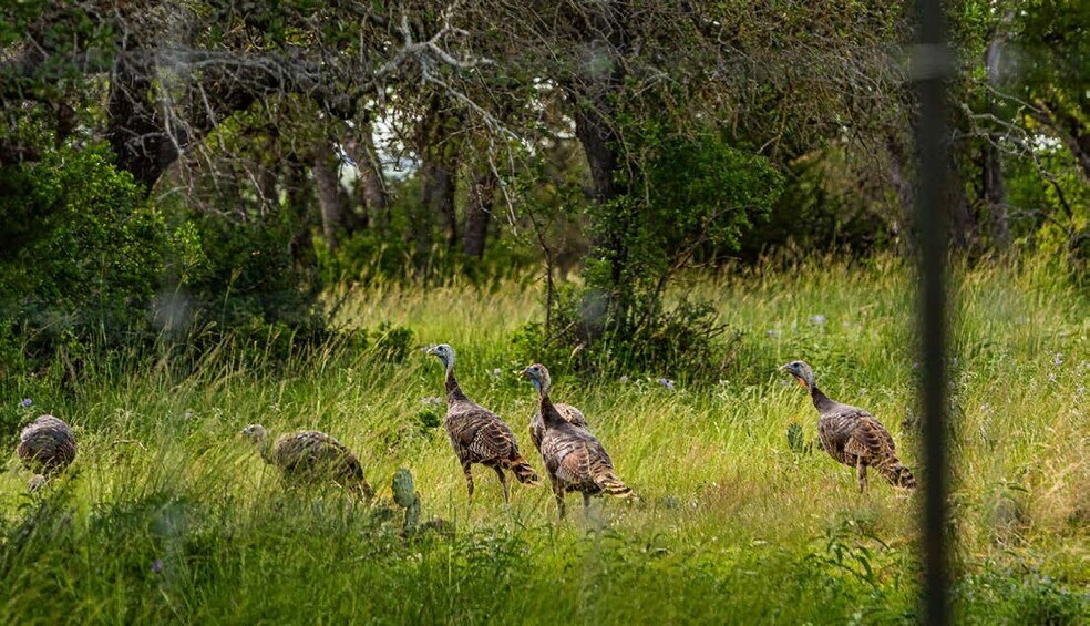 More Photos Of 7040 W Fitzhugh Rd, Dripping Springs Land For Sale
