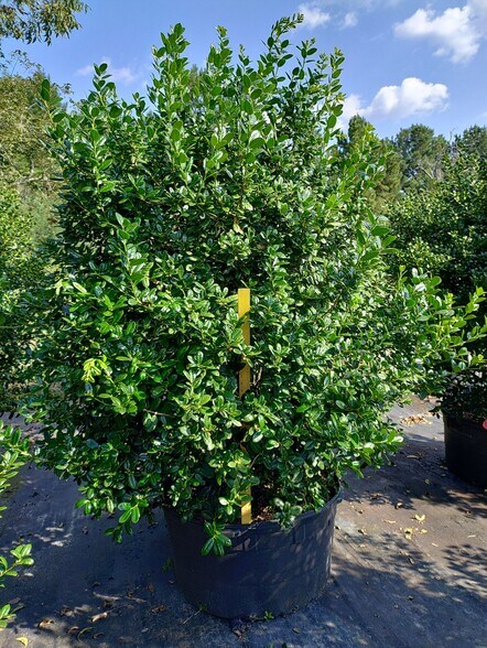 More Photos Of 224 Co Rd 096, Jasper Land For Sale