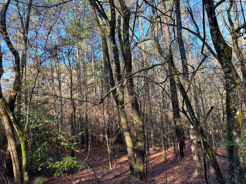 More Photos Of TBD CR 1784, Jefferson Land For Sale