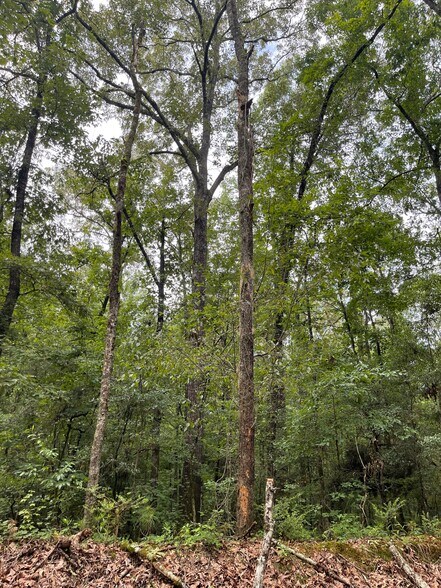 More Photos Of 17796 Dry Branch loop, Northport Land For Sale