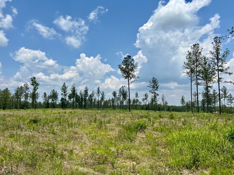 More Photos Of County Road 64, Robertsdale Land For Sale