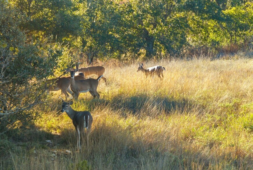 More Photos Of Mustang Creek Ranch, Dripping Springs Land For Sale