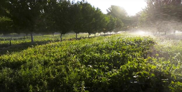 More Photos Of 3376 C Rd, Palisade Specialty For Sale