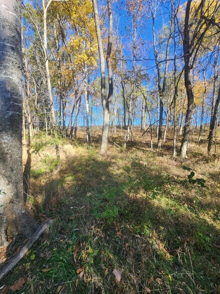 More Photos Of County Road 197 (5+/- Acres) Tract 3, Williamsburg Land For Sale