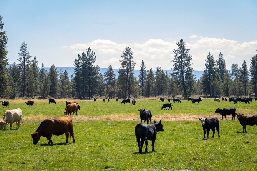 More Photos Of 41406 Lonquist Ln, Hat Creek Land For Sale