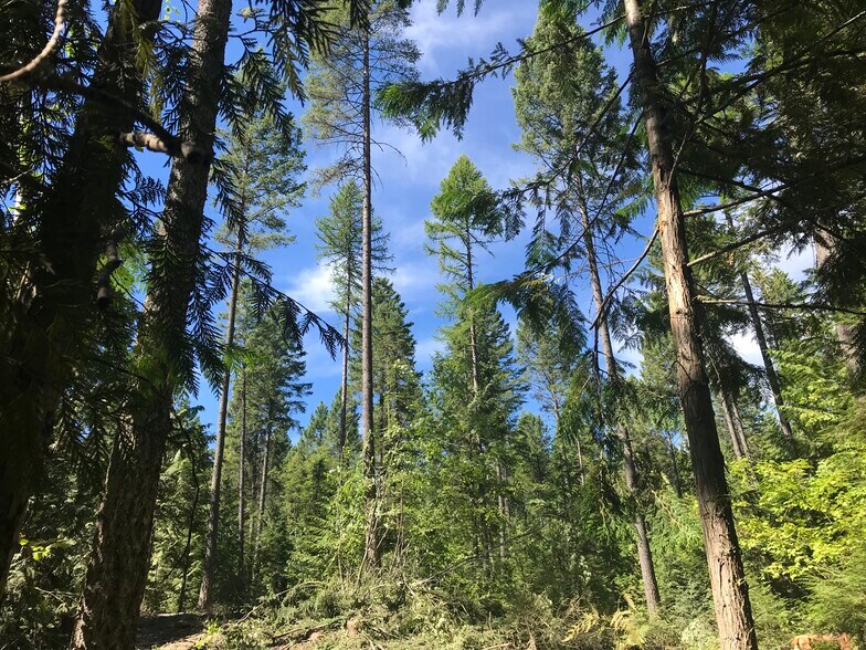 More Photos Of Legacy Timber & Recreaction Tract Near Lone Lake, Kalispell Land For Sale