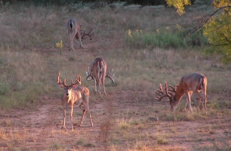 More Photos Of 1681 FM 574 W, Mullin Land For Sale