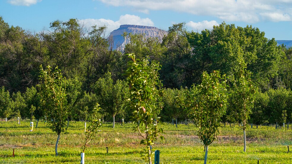 More Photos Of 3376 C Rd, Palisade Specialty For Sale