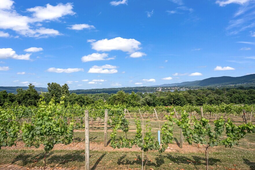 More Photos Of 3 Orchard Rd, Liverpool Winery Vineyard For Sale