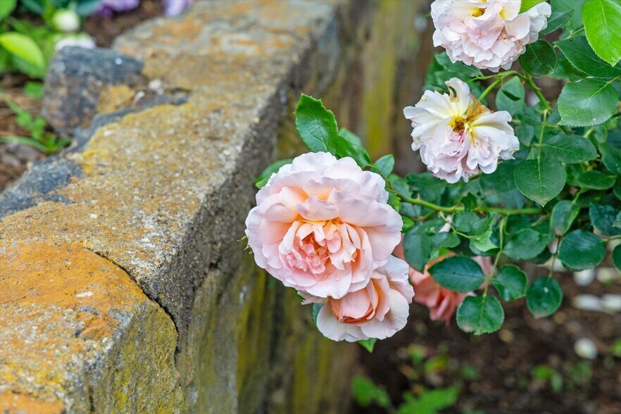 More Photos Of 1830 Thrift Rd, Madison Winery Vineyard For Sale