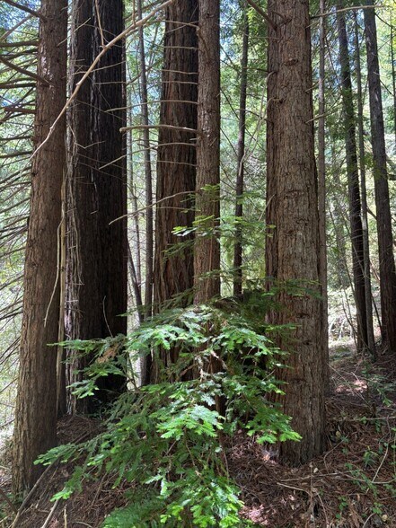 More Photos Of 21380 Siri rd, Guerneville Land For Sale