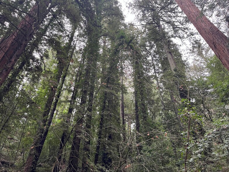 59 Conifer way, Woodacre, CA 94973 Land For Sale