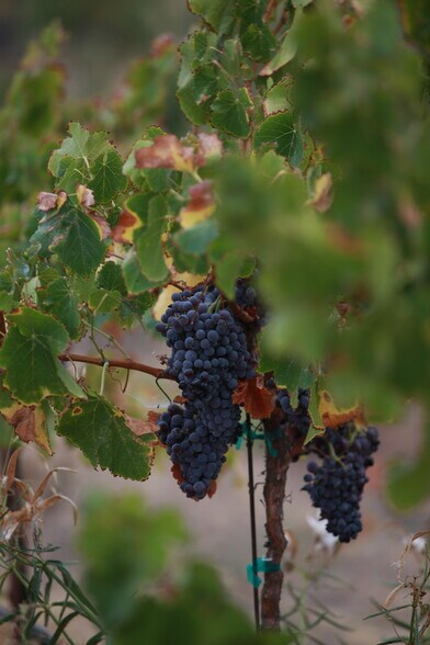 More Photos Of 5185 Union Rd, Paso Robles Winery Vineyard For Sale