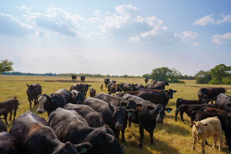 More Photos Of TBD 40 Acres Highway 69 Bells Texas 75414, Bells Land For Sale