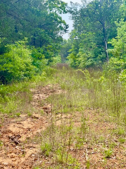 More Photos Of TBD County Road 336, Tyler Land For Sale