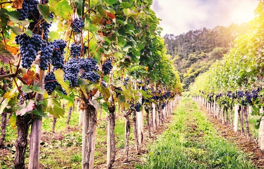 More Photos Of 274 County Road 1403, Lometa Land For Sale