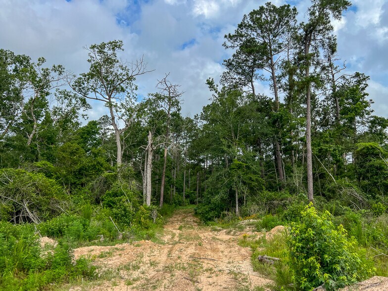 More Photos Of Farm to Market Road 1725, Willis Land For Sale