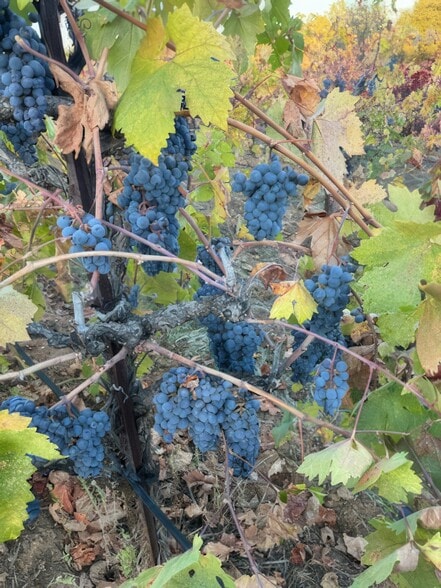 More Photos Of 10580 Dickson Rd, Plymouth Winery Vineyard For Sale