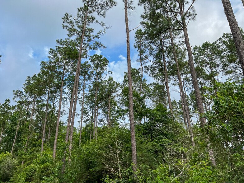 More Photos Of Farm to Market Road 1725, Willis Land For Sale