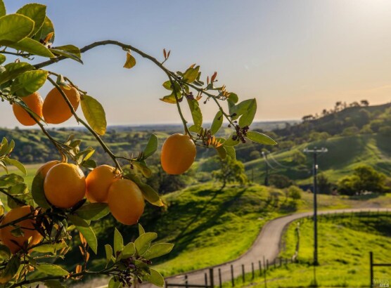 More Photos Of 8725 Quail Canyon Rd, Vacaville Land For Sale