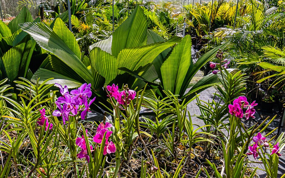 More Photos Of 27-2760 Hawaii Belt Rd, Pepeekeo Land For Sale
