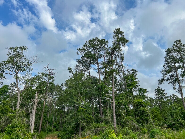 More Photos Of Farm to Market Road 1725, Willis Land For Sale