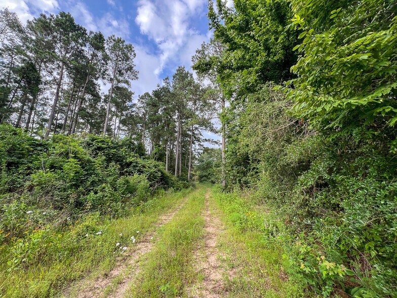 More Photos Of Farm to Market Road 1725, Willis Land For Sale