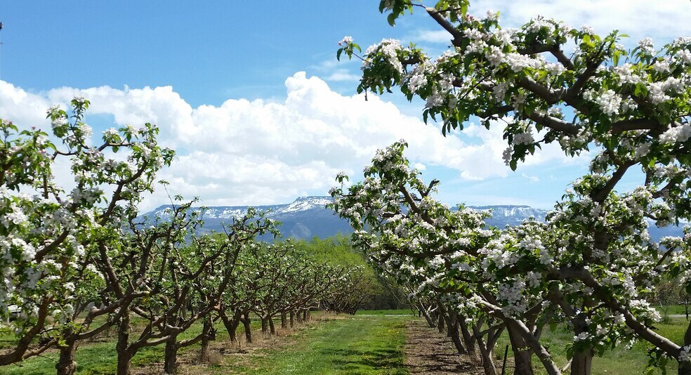 More Photos Of 3376 C Rd, Palisade Specialty For Sale