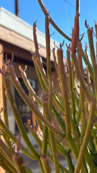 More Photos Of 6259 Adobe Rd, Twentynine Palms Coworking Space