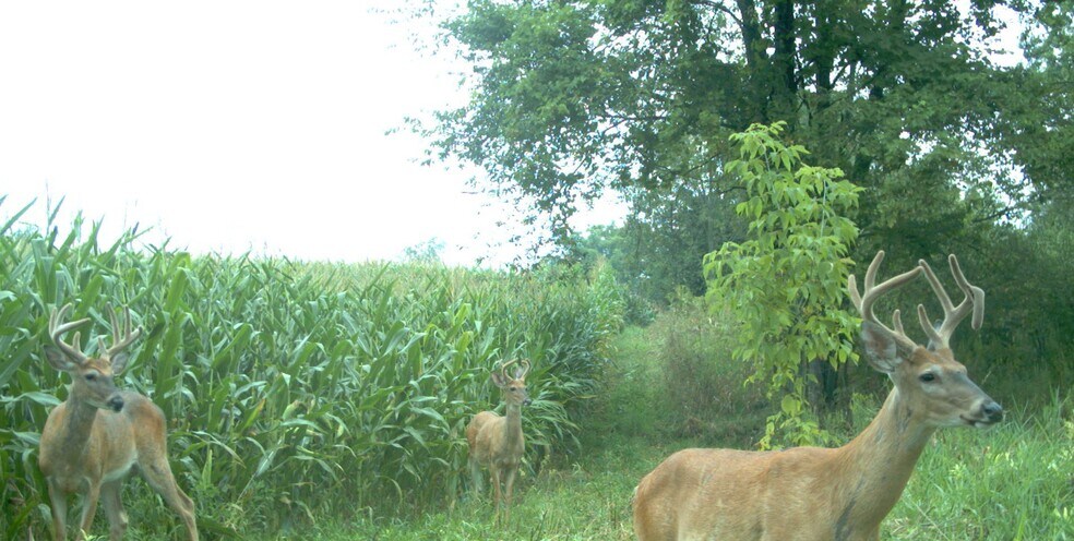 More Photos Of Fahrner Rd, Chelsea Land For Sale