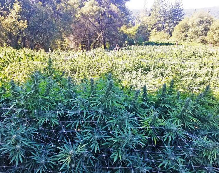 More Photos Of 2883 N Railroad Flat Rd, Wilseyville Land For Sale