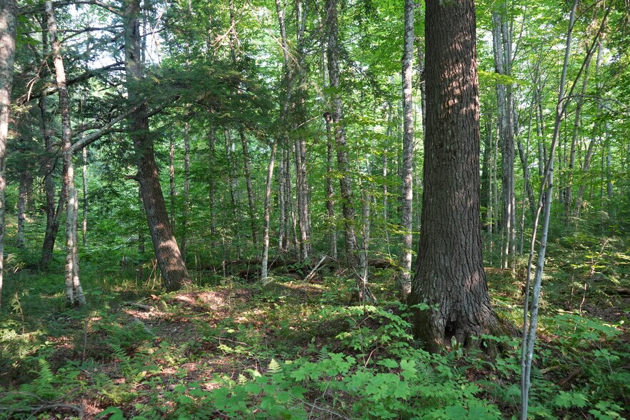 More Photos Of Maple Creek Rd, Ironwood Land For Sale