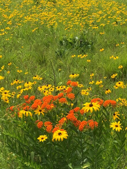 More Photos Of 552 Lick Creek Rd, Leasburg Land For Sale