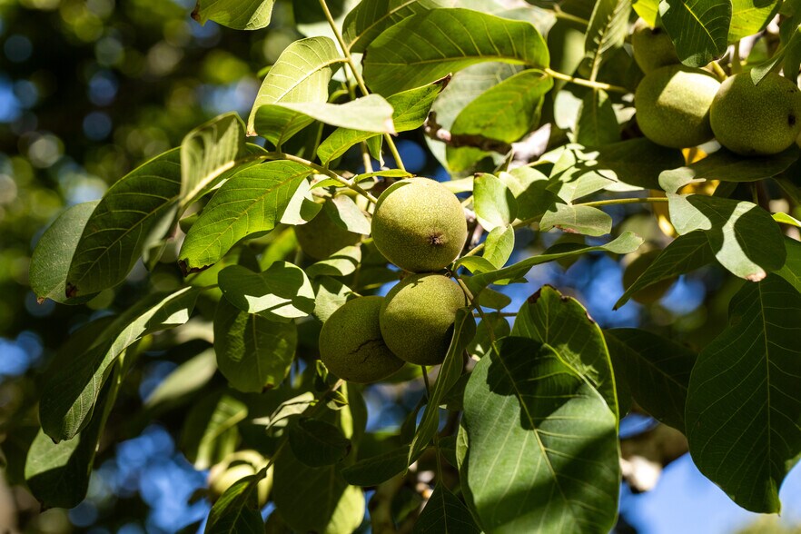 More Photos Of 1604 CA-45, Grimes Land For Sale