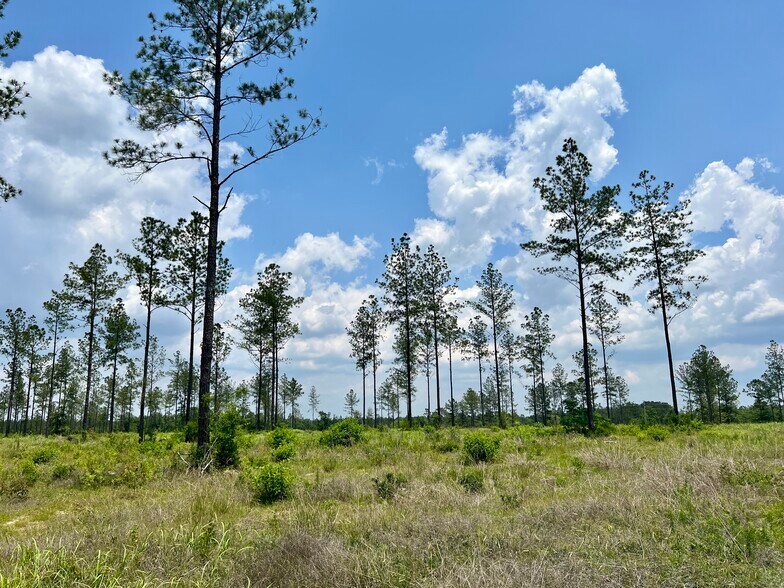 More Photos Of County Road 64, Robertsdale Land For Sale