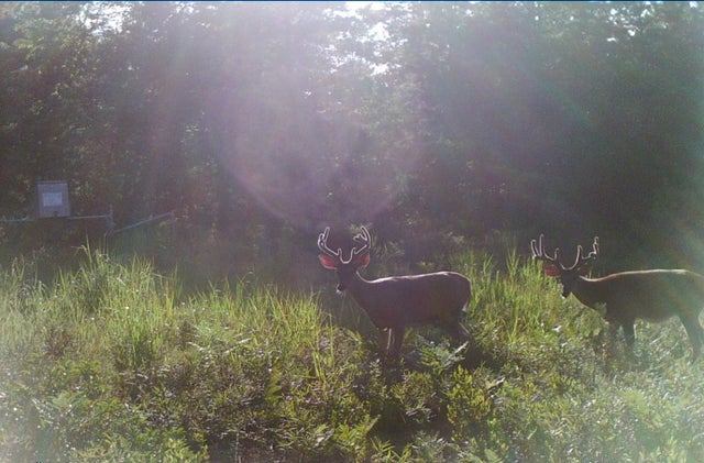 More Photos Of Beech Creek Mountain Rd, Beech Creek Land For Sale