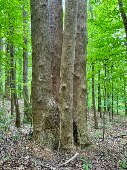 More Photos Of 1025 Dairyland Rd, Chapel Hill Land For Sale