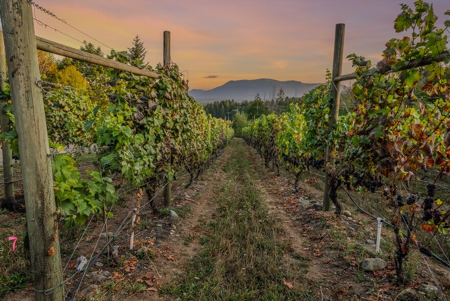 More Photos Of , Duncan Winery Vineyard For Sale