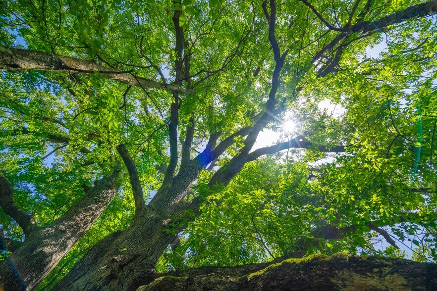 More Photos Of County Road 3311, Omaha Land For Sale