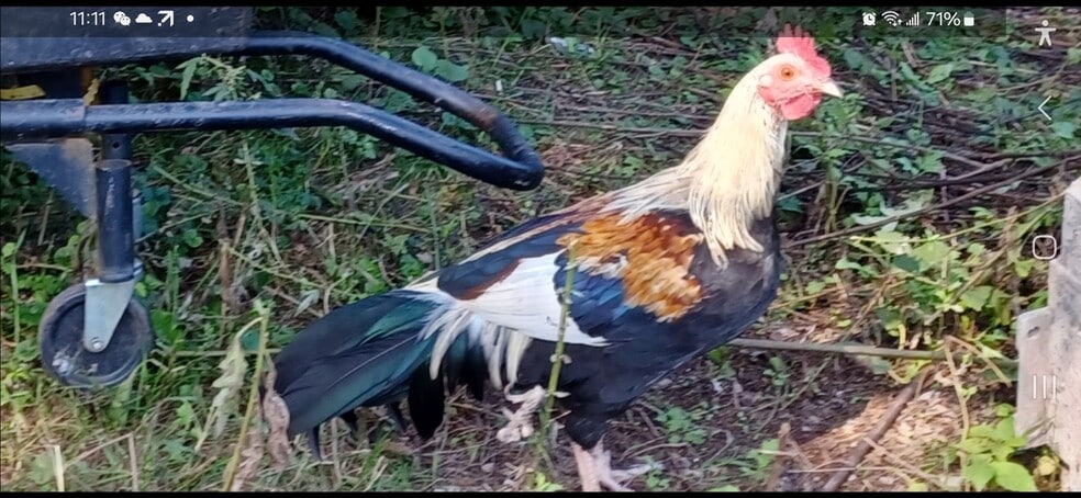 More Photos Of , Catskill Unknown For Sale